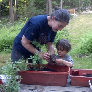 Crosby planting herbs 2