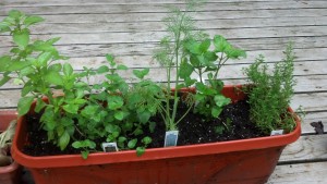 Herb Garden! Oregano, Basil, Dill, Cilantro