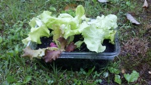 Greens Garden, planted in an old salad container