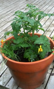 Pizza Garden! Tomato, basil. oregano, chives, and a marigold for some color (don't put that on the pizza!)