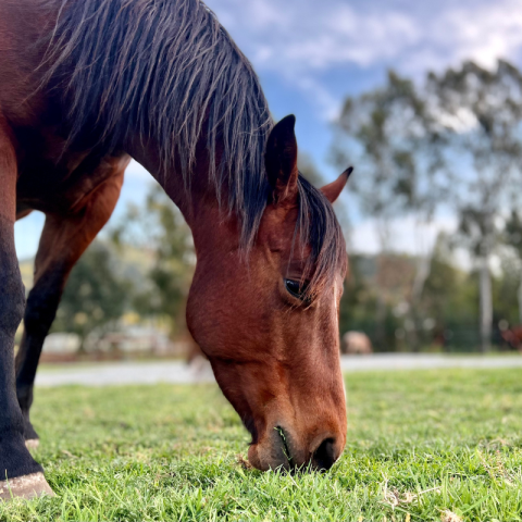 Too often we check our animal body at the door and ignore the signals our body sends us about our needs. us Mental health is physical health.