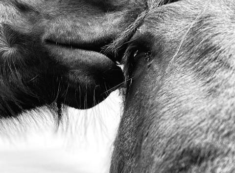 [IMAGE DESCRIPTION: A black and white photo of two horses nuzzling.]