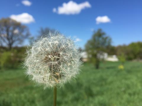 IMAGE DESCRIPTION: A close up photo of a wildflower in a meadow, with blue sky in the background