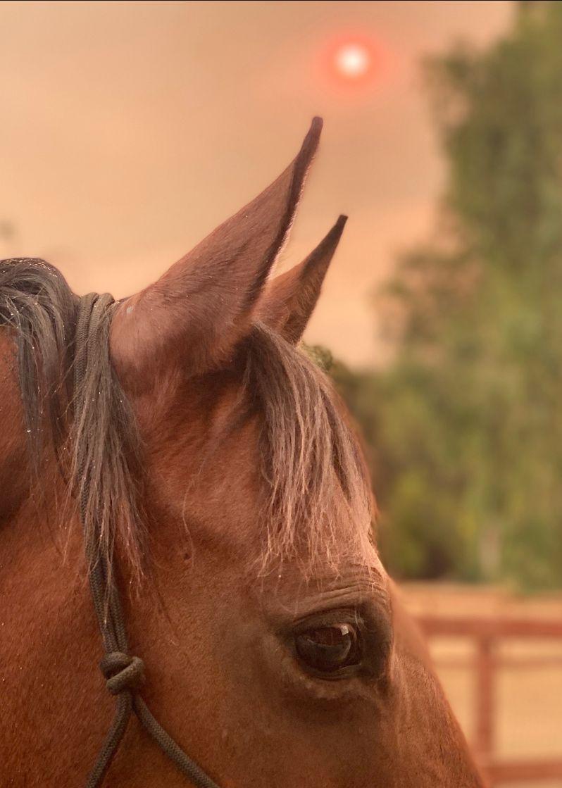 [IMAGE DESCRIPTION: A photo of a brown horse in profile.]
