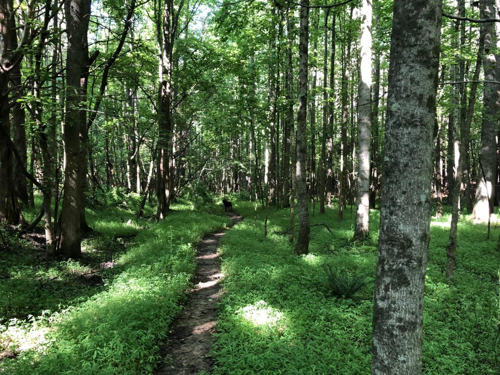 [IMAGE DESCRIPTION: A photo of woods with deciduous trees in full leaf, with a path running down the middle in between a forest floor of tall grasses.]