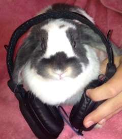 bunbun headphones