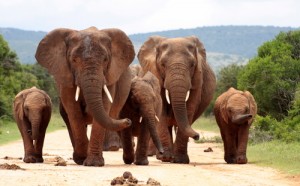 elephant baby