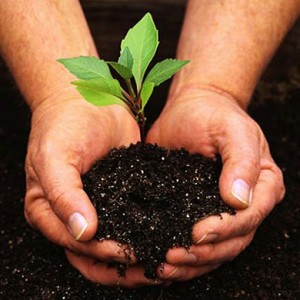 hands holding dirt, plant